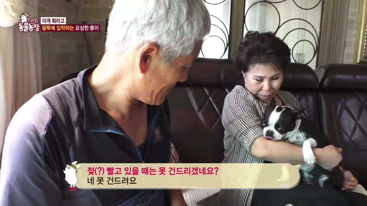 TV 동물농장